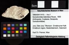 Foto (Objket + Etiketten) von Gastrodorus sp. 